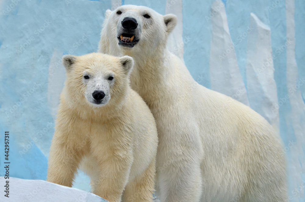 polar bear in the snow polar bear in the snow