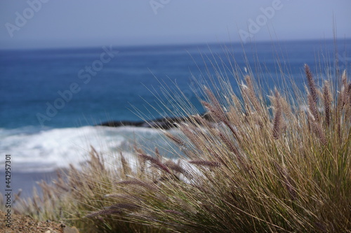 grass on the shore