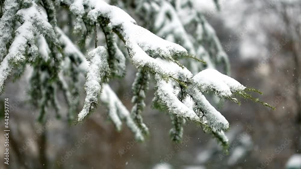 Close-up shot of the pine trees that stay green in the snow Close-up shot of the pine trees that stay green in the snow