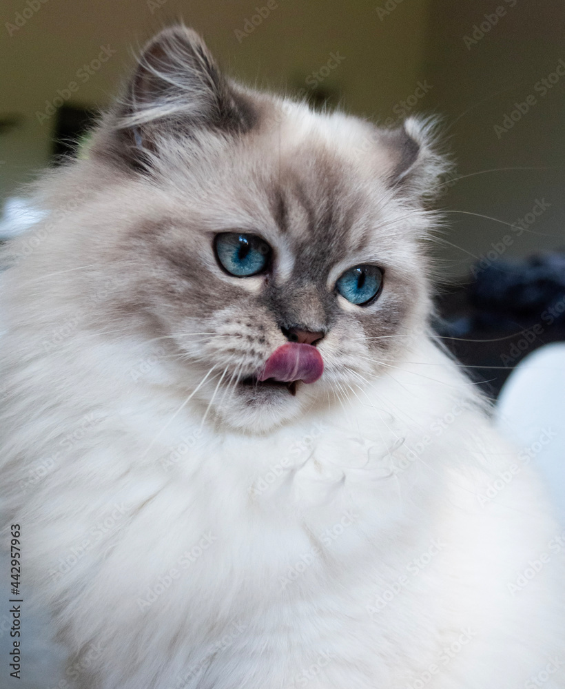 cat tongue out