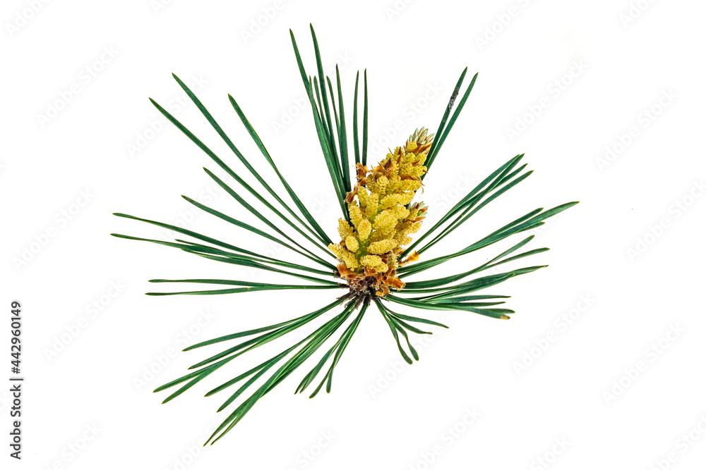 spring pine on a white isolated background spring pine on a white isolated background