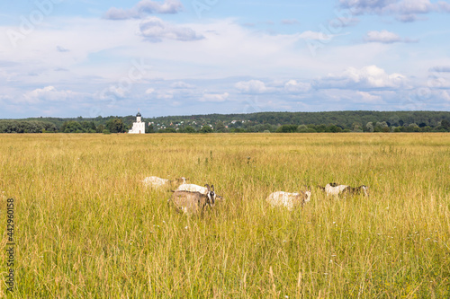 Goats in the field
