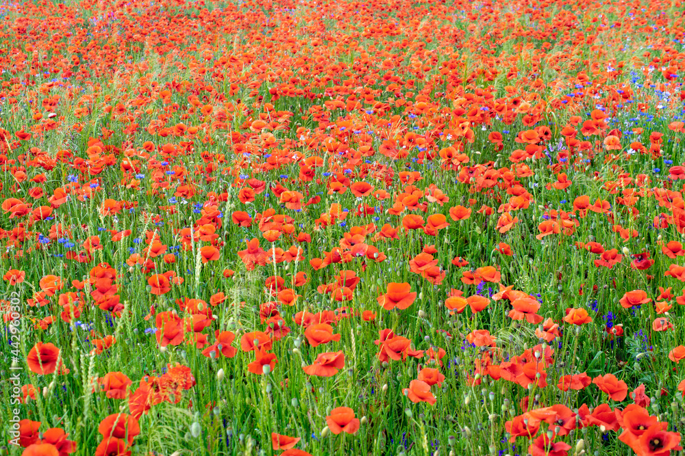red poppies on a green meadow background