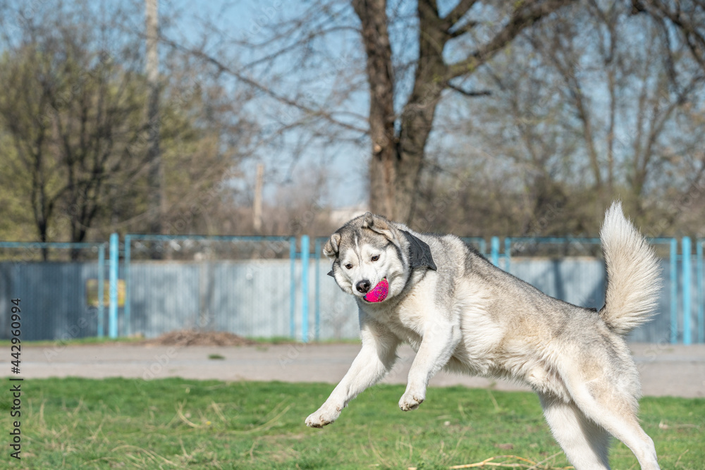 Husky dog playing outdoors with a ball Husky dog playing outdoors with a ball