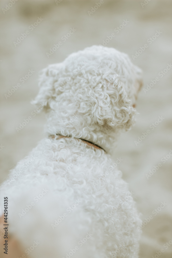 French lapdog on the background of sand French lapdog on the background of sand