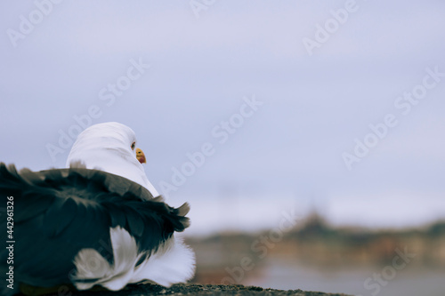 seagull on a post photo