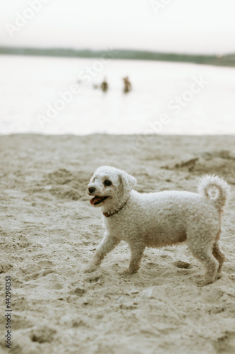 dog on the beach © Dmitriy Proshkin