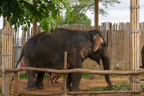 Asian elephant shows at Phuket elephant sanctuary 