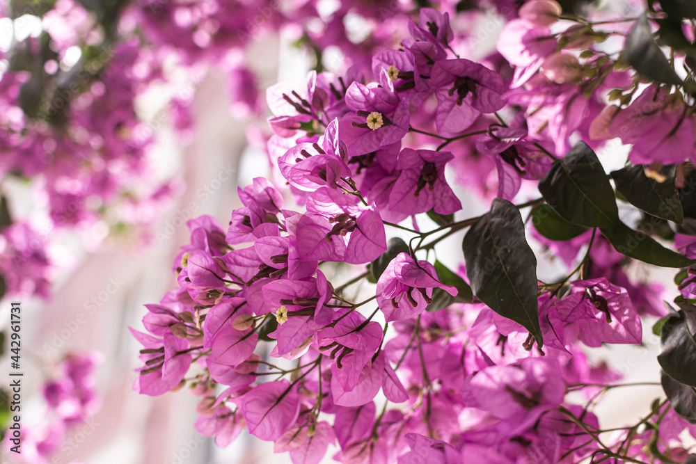 Naklejka premium pink and white lilac flowers