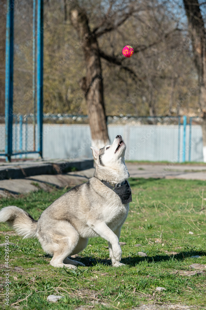 Husky dog playing outdoors with a ball