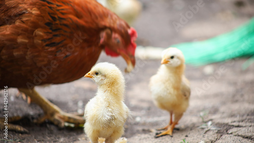 A small yellow chicken turned its head to the side and looks into the distance.