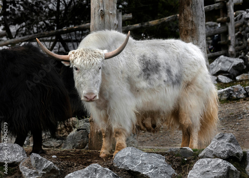 White domestic yak in the enclosure. Latin name - Bos grunniens and Bos mutus photo