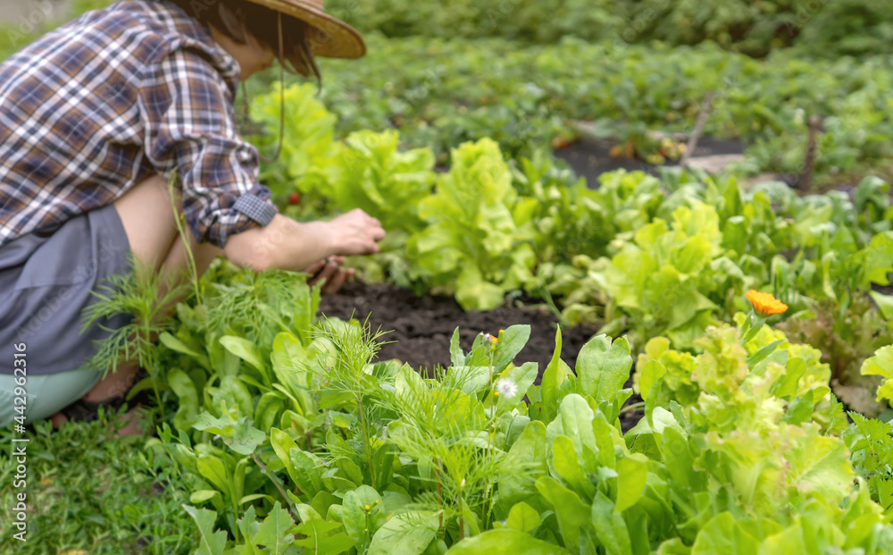 A young girl in a straw hat is engaged in gardening work. A young girl in a straw hat is engaged in gardening work.