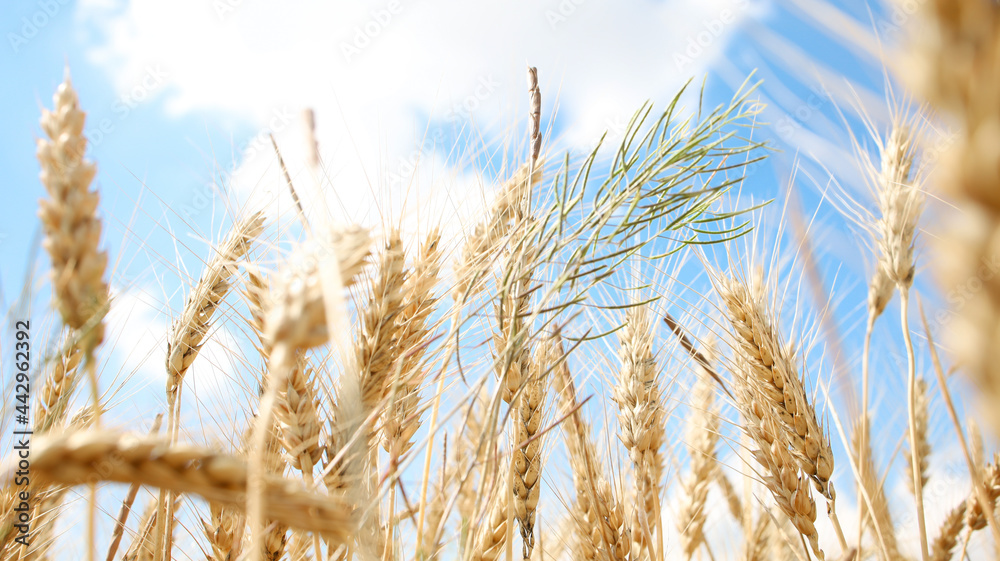 Fototapeta premium On the background of the blue sky, golden ears of rye close-up spikelets of wheat.