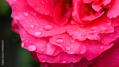 Macro shot of rose petals with raindrops on them.