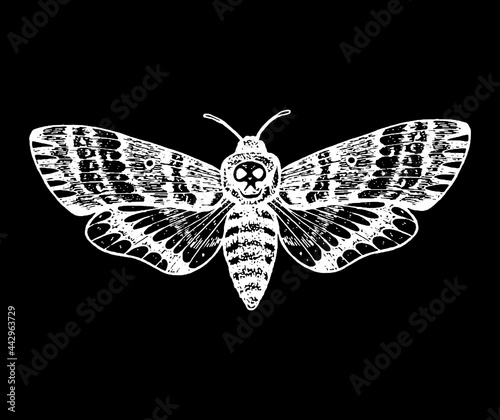 Death's head hawk moth hand drawn vector illustration. Acherontia atropos butterfly.