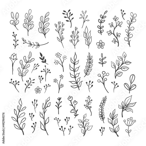 Floral graphic elements vector set. Flowers and plants hand drawn illustrations. Leaves and branches.