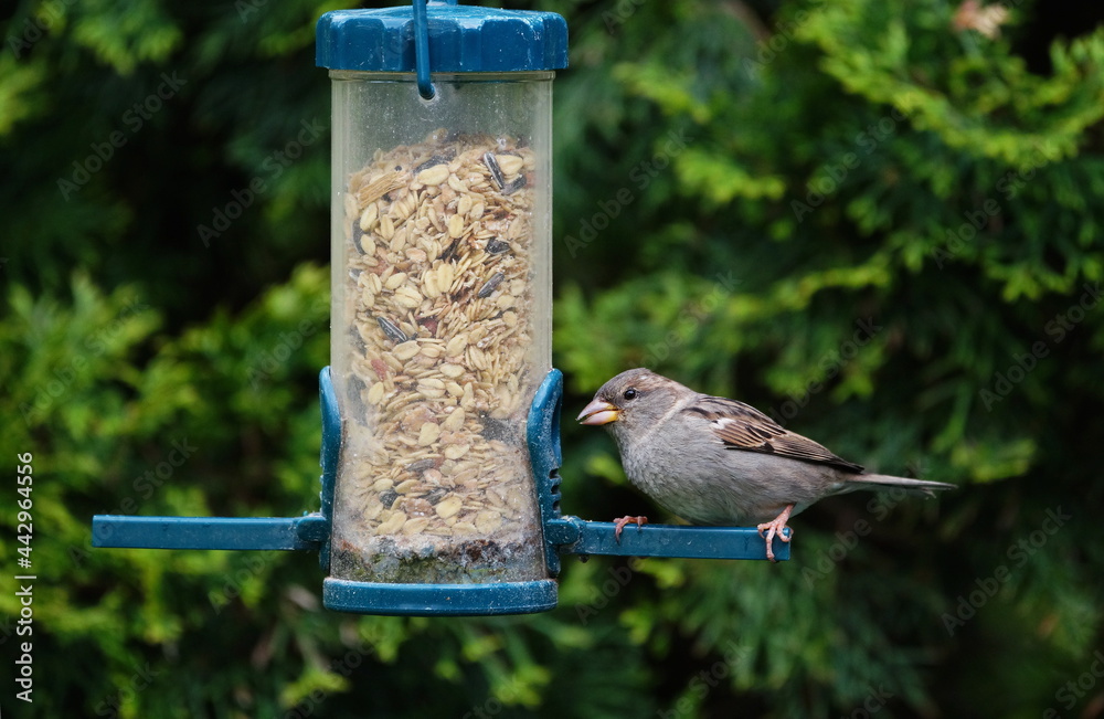 Naklejka premium sparrow at the feed silo