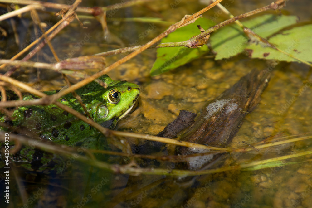 green adult water frog male hides under branches on the bank green adult water frog male hides under branches on the bank