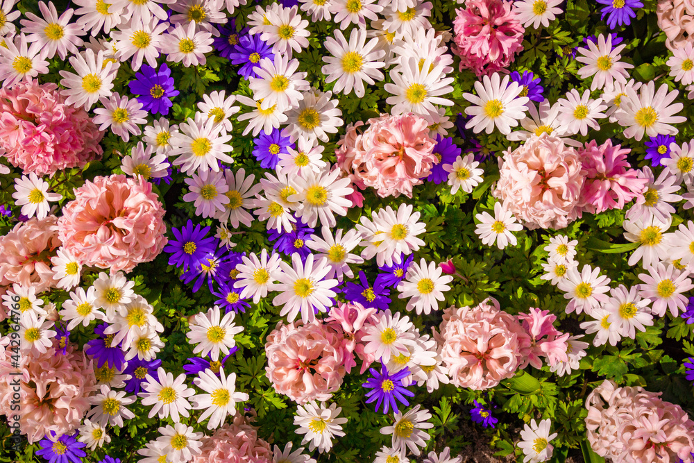 Colorful background from garden of flowers Colorful background from garden of flowers