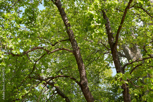 Corylus colurna  