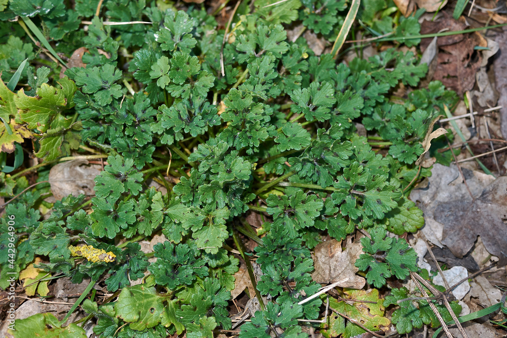 Ranunculus bulbosus Ranunculus bulbosus