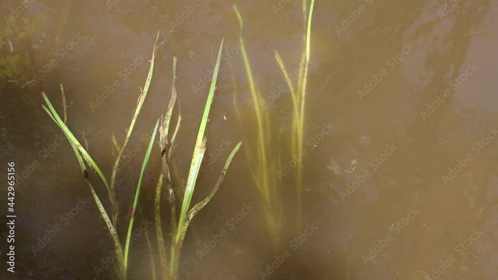 A underwater grass is moving in a stream on a water surface. A underwater grass is moving in a stream on a water surface.