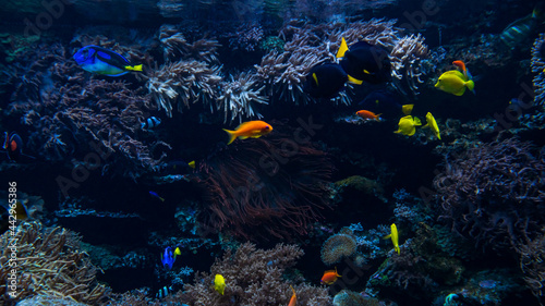 Canvas-taulu Coral colony and coral fish.  Underwater view