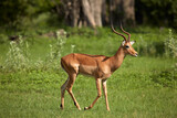 Male impala (Aepyceros melampus melampus) Moremi Game Reserve Botswana Africa