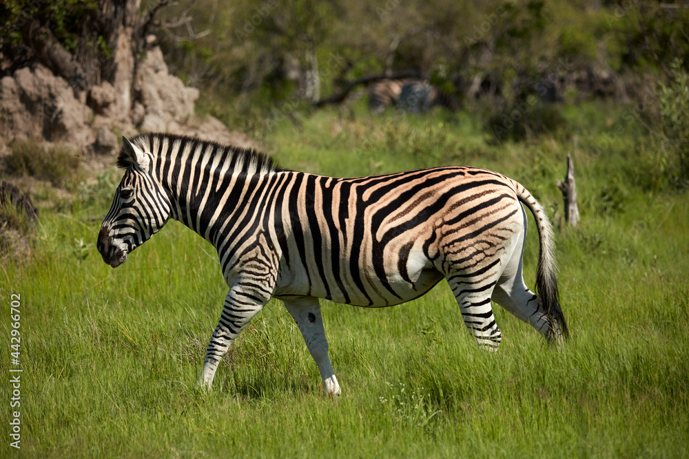 Zebra Moremi Game Reserve Botswana Africa Zebra Moremi Game Reserve Botswana Africa