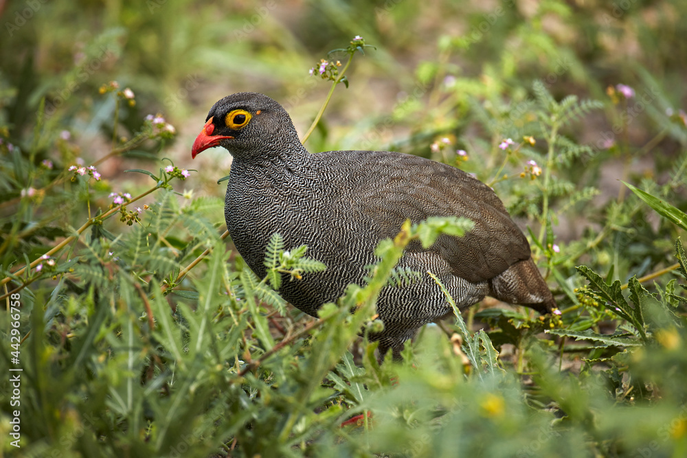 Red-billed Spurfowl (Pternistis adspersus) Savuti Region Chobe National Park Botswana Africa Red-billed Spurfowl (Pternistis adspersus) Savuti Region Chobe National Park Botswana Africa