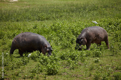 Hippos Moremi Game Reserve Botswana Africa