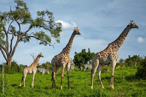 Fototapeta samoprzylepna Giraffes (Giraffa camelopardalis angolensis) zebra and impala Chobe National Park Botswana Africa