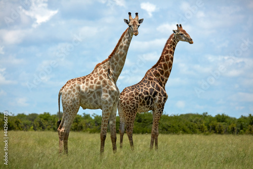Canvas Print Giraffes (Giraffa camelopardalis angolensis) Chobe National Park Botswana Africa
