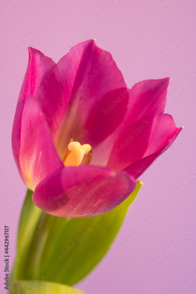Fototapeta premium pink tulip flower