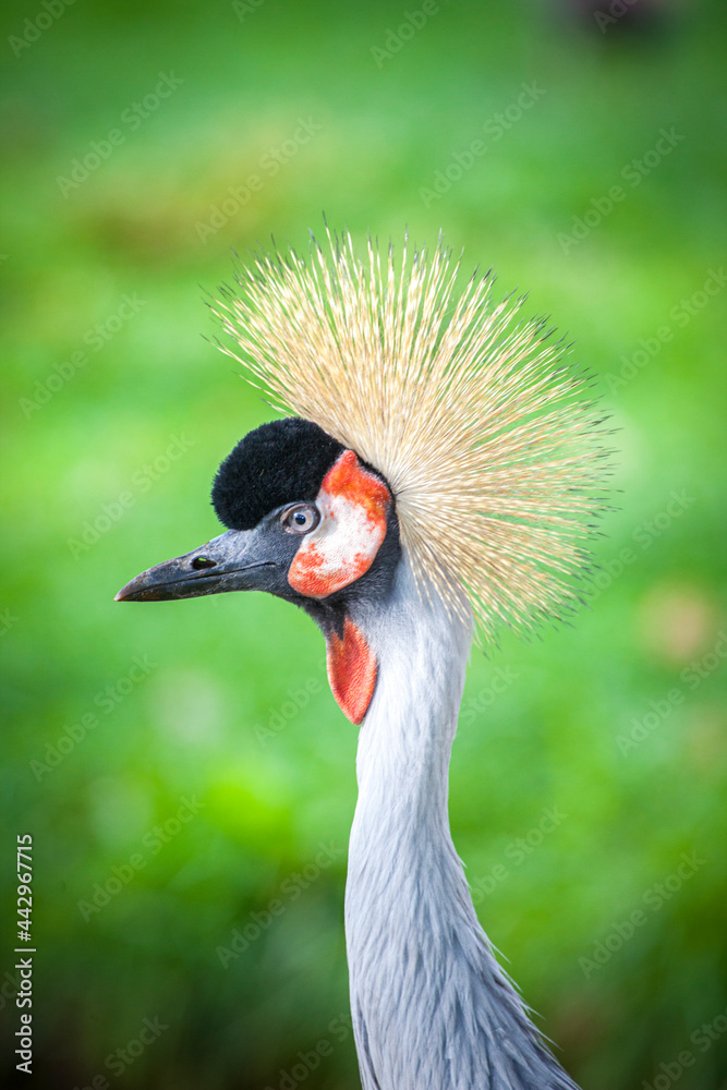 Fototapeta premium Grey crowned crane. Africa Kenya