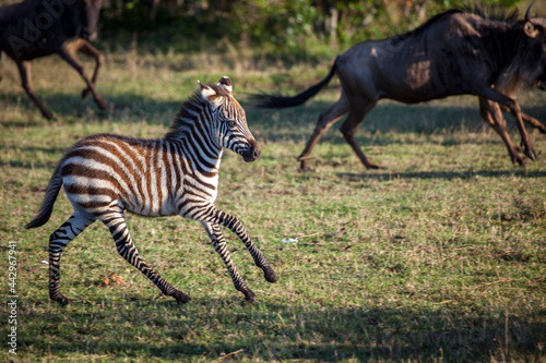 A plains zebra colt runs jumps and plays among a herd of other animals. Kenya.