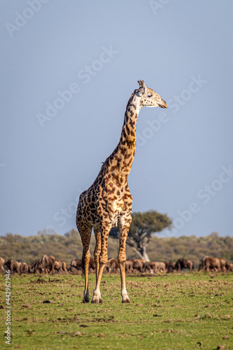 Maasai giraffe stands so tall among a background of wildebeest.