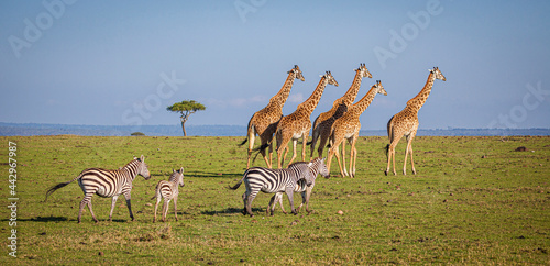 Fototapeta Naklejka Na Ścianę i Meble -  Maasai giraffe wander across the Masai Mara plain. Kenya.