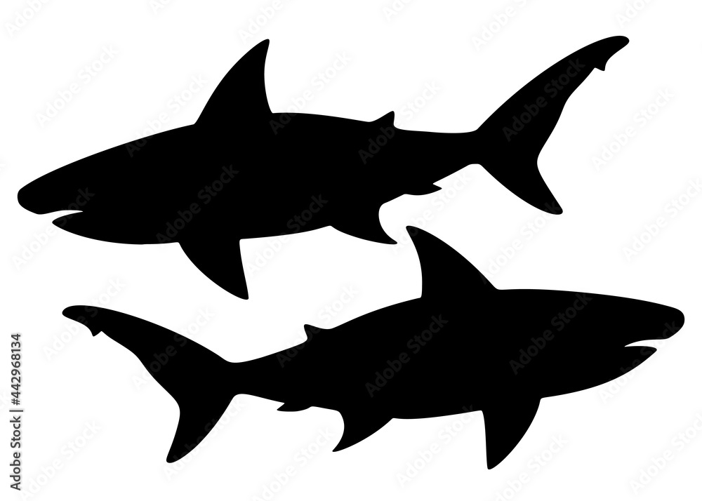 Big and predatory sharks. Vector image. Big and predatory sharks. Vector image.