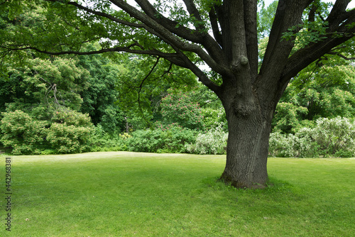 Lush green lawn under a large tree. A place to rest. Nature and greenery around. The tree provides shelter from the sun. Shelter under the branches of a spreading oak tree