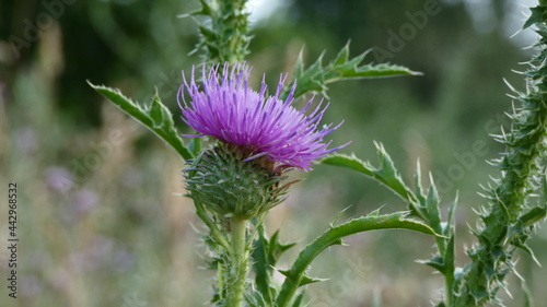 Blooming thistle in the field behind the city in summer.