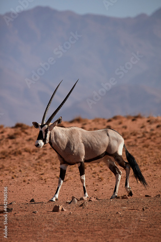 Gemsbok (oryx gazella) NamibRand Nature Reserve Southern Namibia Africa