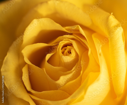 yellow rose closeup