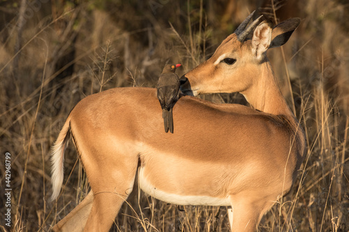 Photos South Africa. Red-billed oxpecker bird on impala's back.