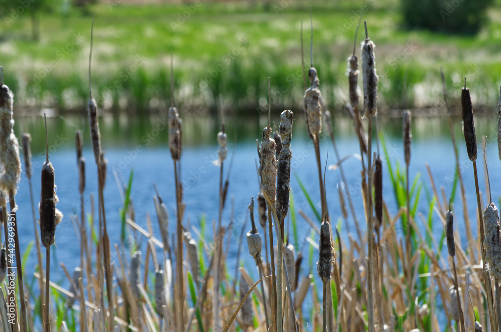 Fototapeta premium Cattail Reeds in the Sun