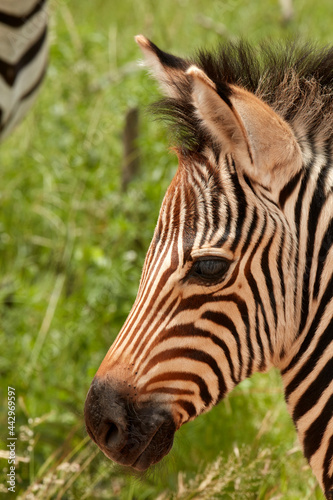 Burchell s zebra foal  Equus quagga burchellii  Kruger National Park South Africa