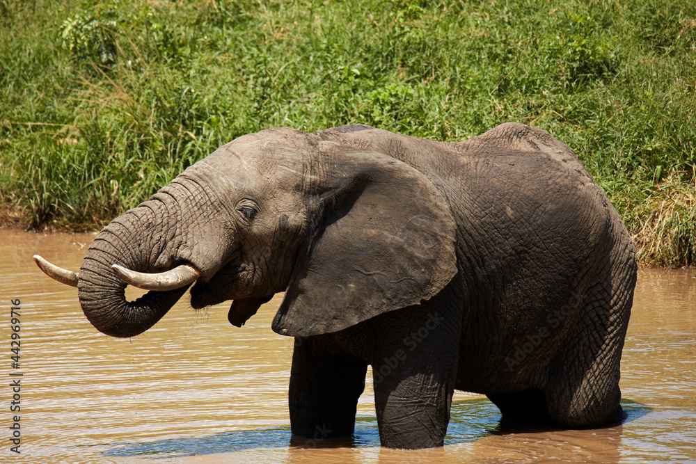 Fototapeta premium Elephant (Loxodonta africana) drinking at Berg-en-Dal waterhole Kruger National Park South Africa