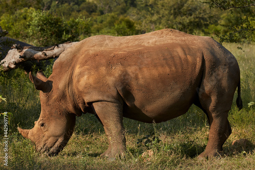 Southern white rhinoceros  Ceratotherium simum simum  Kruger National Park South Africa
