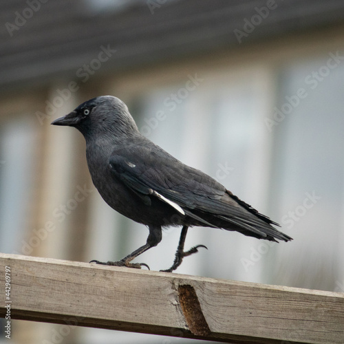 crow on the fence